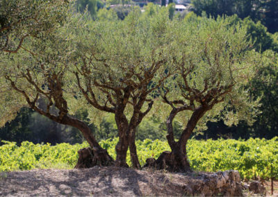 House in the middle of olive trees Cotignac