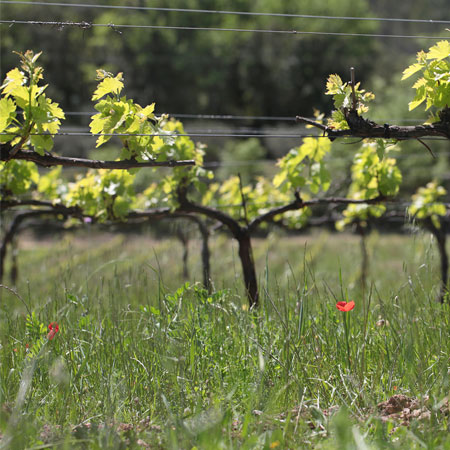 vignes-real pieds de vignes en Provence